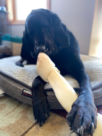 Thor and his bone