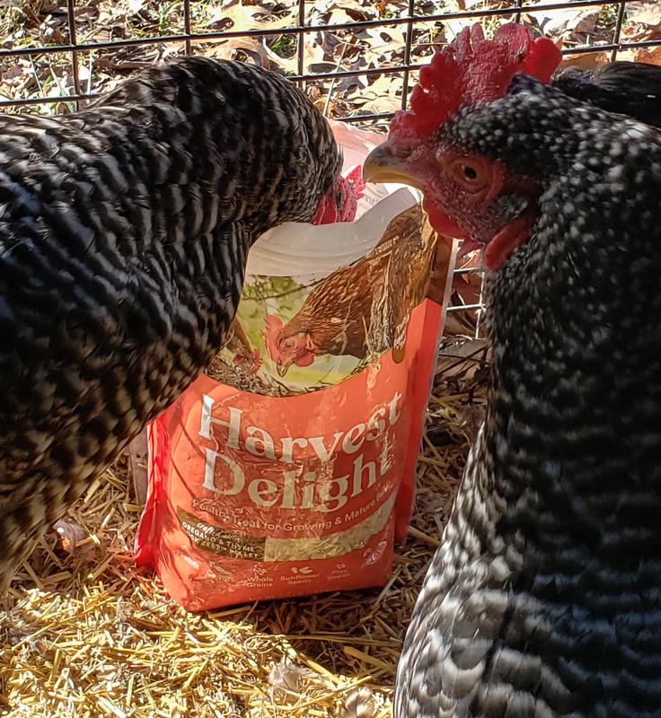 Oh Hey There!  Are you gonna share that bag of Harvest Delight Chicken Treat?