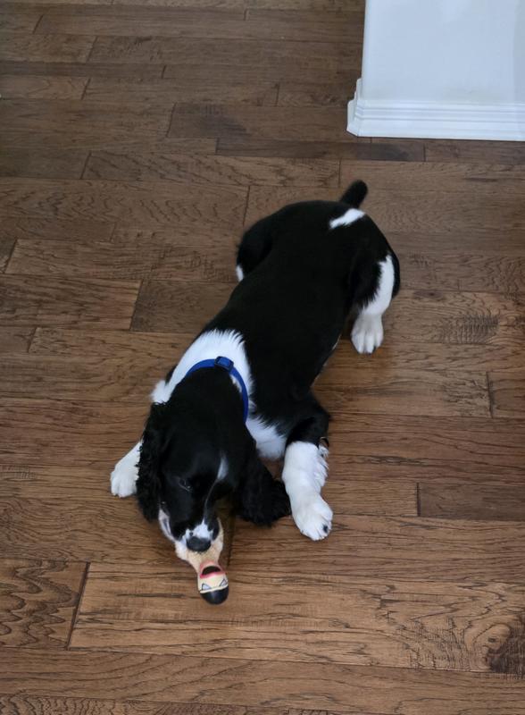 Charlie playing with the toy