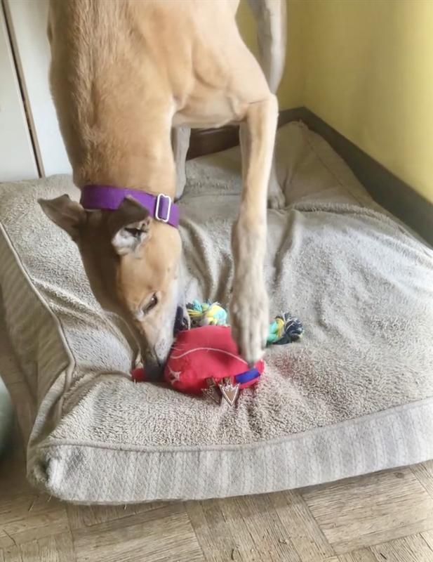 Bumper with his big heart