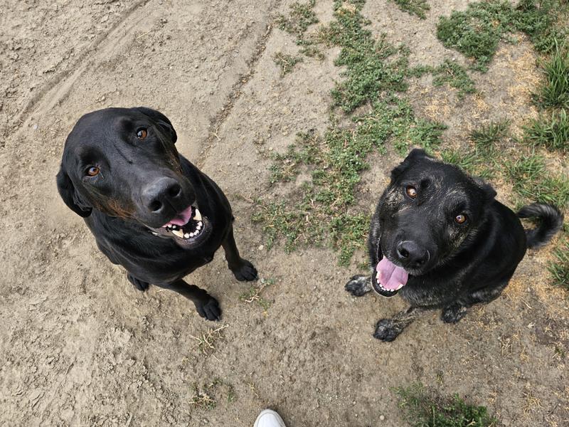 Two happy pups!