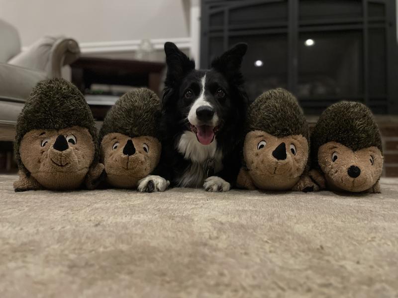 Outward hound hedgehogz hot sale