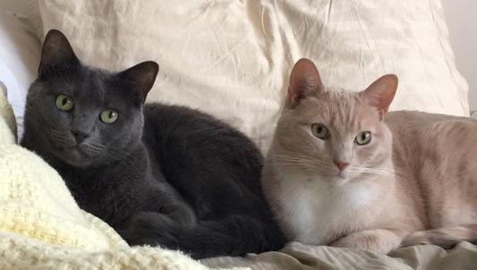 Goosie and Pierre Maurice