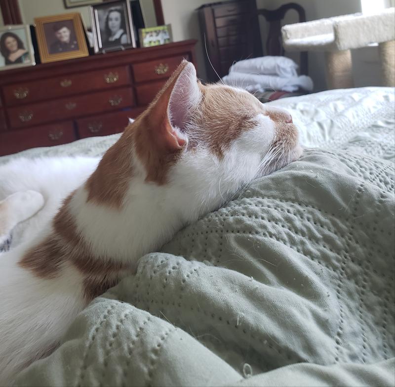 Dreaming of the Salmon cat food I used to love.