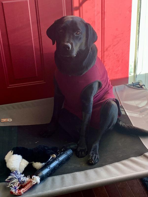 Looking pretty in my suit….no goofy cone for me😊