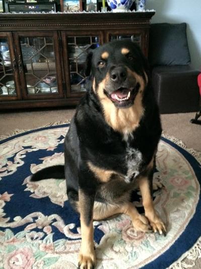 Only natural pet complete gut health sales
