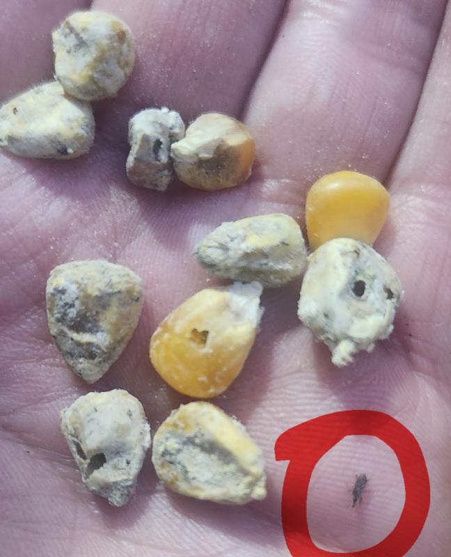 Moldy, very foul smelling, insects had eaten inside of most corn kernels, insects were all over all the seeds