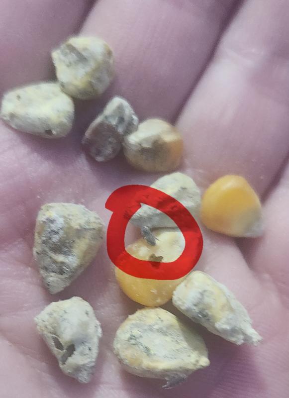 Moldy, very foul smelling, insects had eaten inside of most corn kernels, insects were all over all seeds