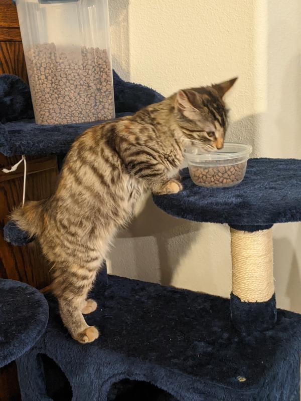 Look at me!! This scratching post, food holder, and exercise gym is just right for me!