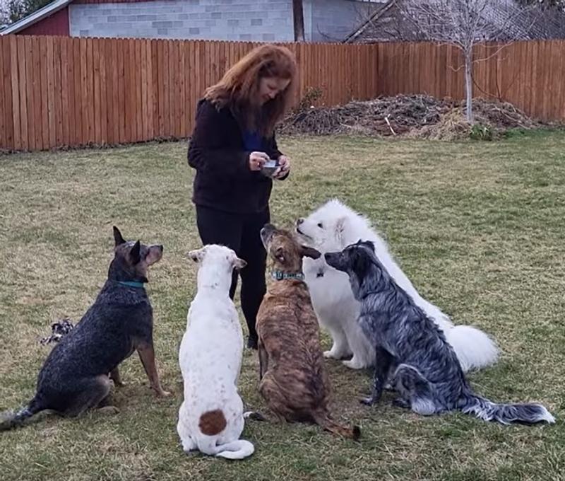 Lots of Dogs