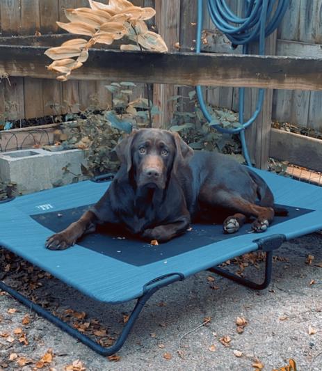 Pet Gear, Lifestyle Pet Cot, 30, Harbor Grey