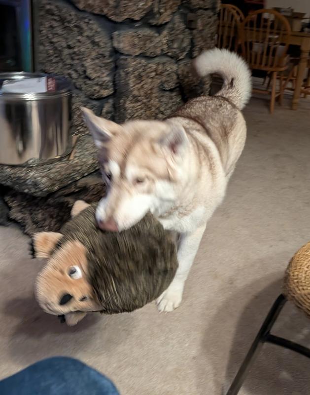 All photos of her with this toy are blurry because she’s been excitedly running around showing it off!