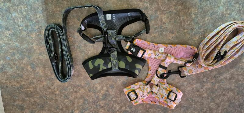 complete harness and leash set