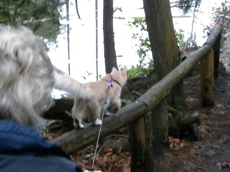 PET WELLBEING Thyroid Support Gold Bacon Flavored Liquid Supplement for