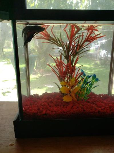 Frisco 2 Betta Aquarium with Divider/Top
