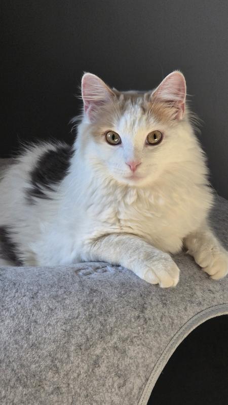 My medium haired calico cat