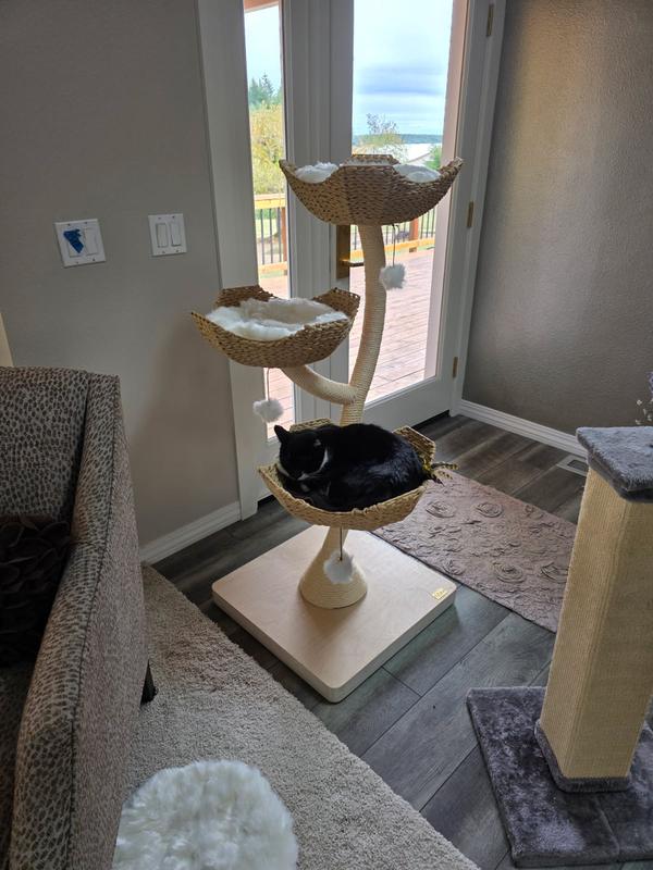 He's only comfortable with the lower basket, and there's not much room for him