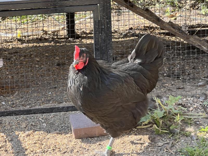 Gorgeous shiny feathers
