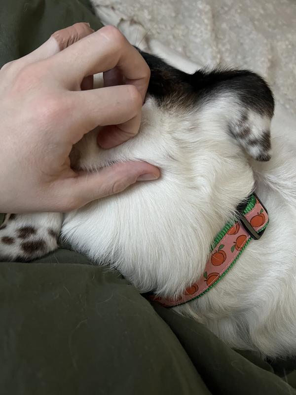 My dog wearing the collar