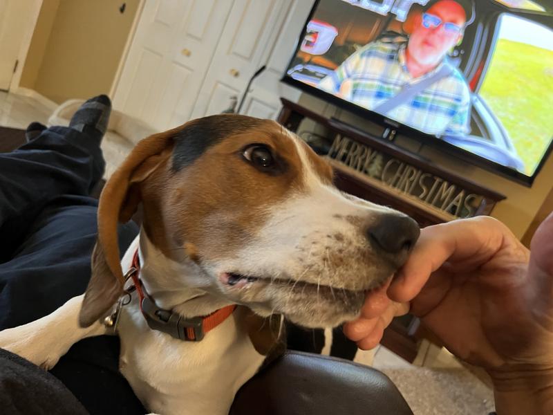 Before the calming treat