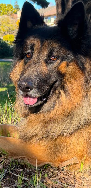 Oso loves Canine Caviar