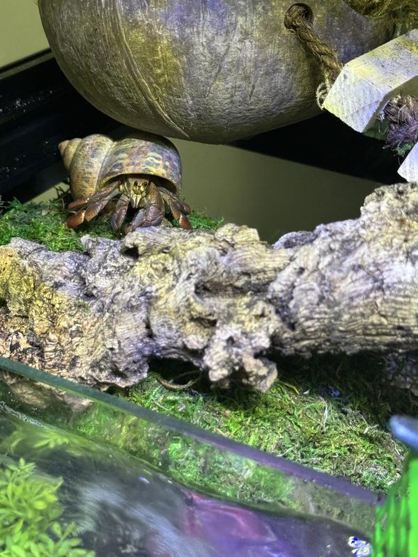 Hermit crab approved