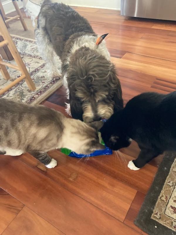 SO tasty...even the cats chewed on them!!!