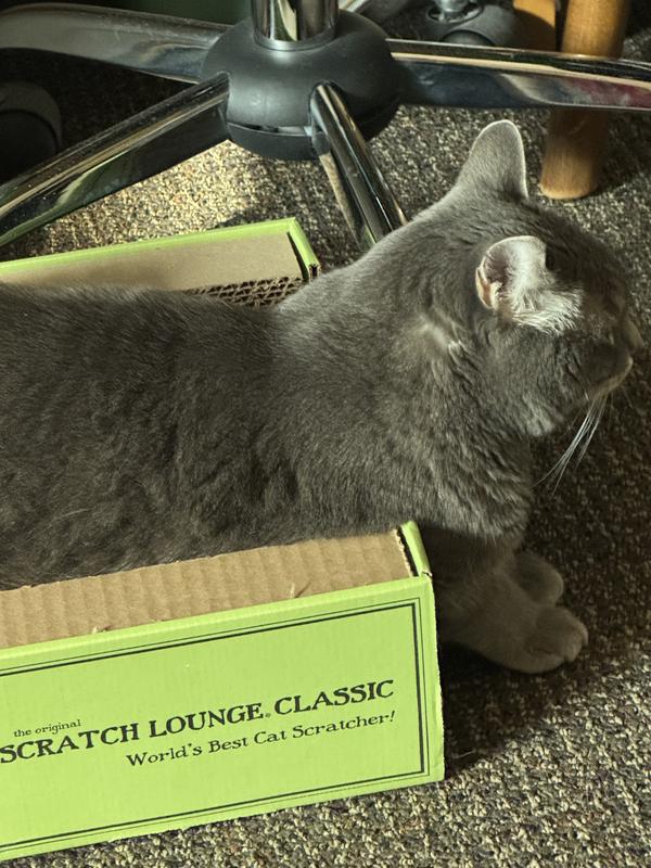 She’s such a good kitty!