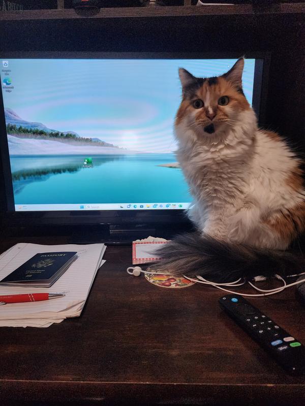 Maya just waiting patiently for me to go upstairs for her treats.