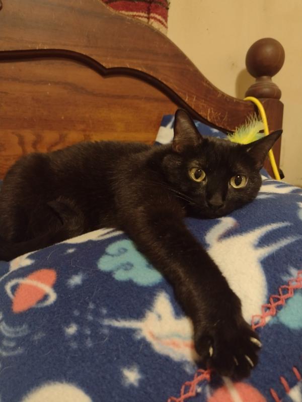 Karma the Potbellied Kitlet