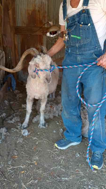 Our buck and the Sheppard fresh after a shearing
