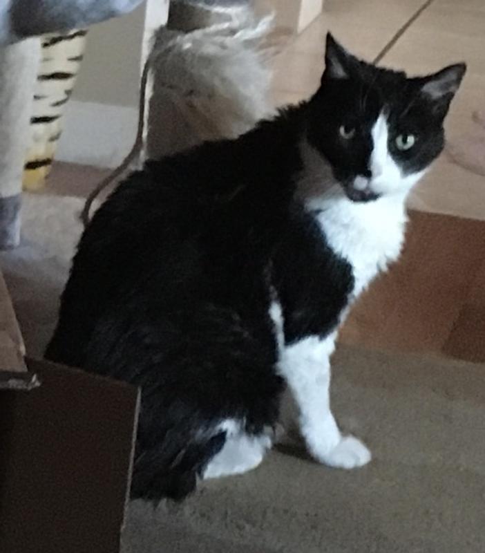 ZINUS Comfort Cat & Dog Stairs, Cream, XLarge, 4 Step