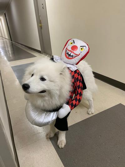 Evil clown dog costume best sale