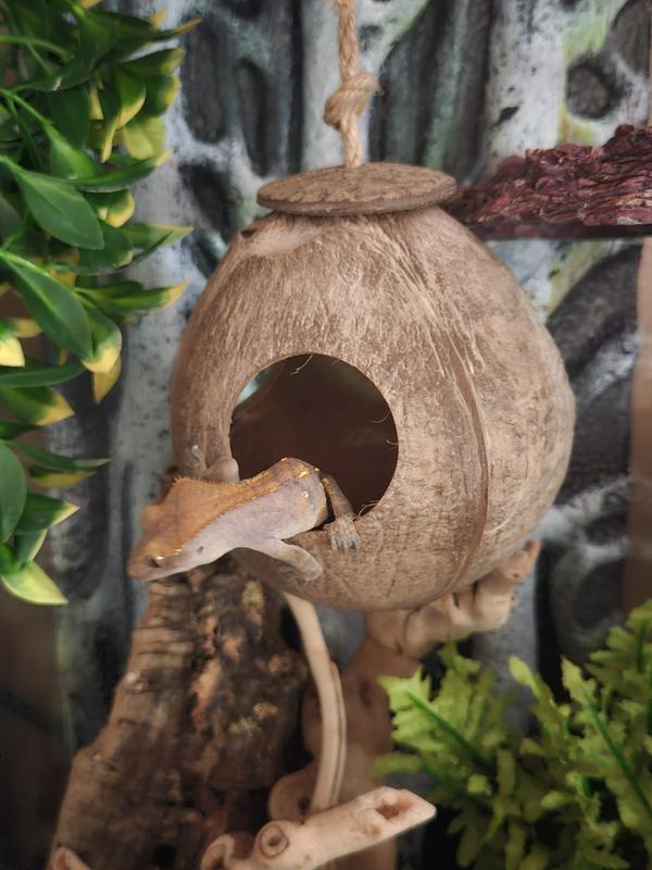 Mocha checking out her new hide.