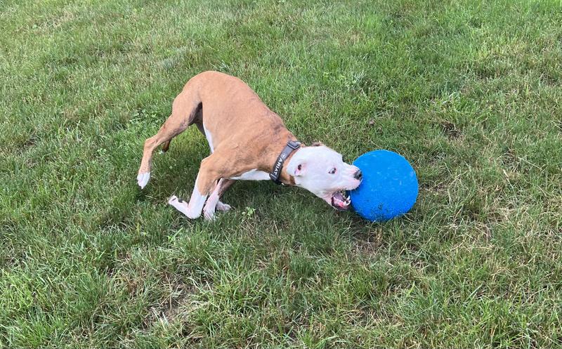 THIOPAR Dog Toys Balls, Herding Ball for Dogs,Almost Indestructible Dog  Ball, Ou