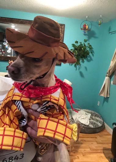 Dog woody costume best sale