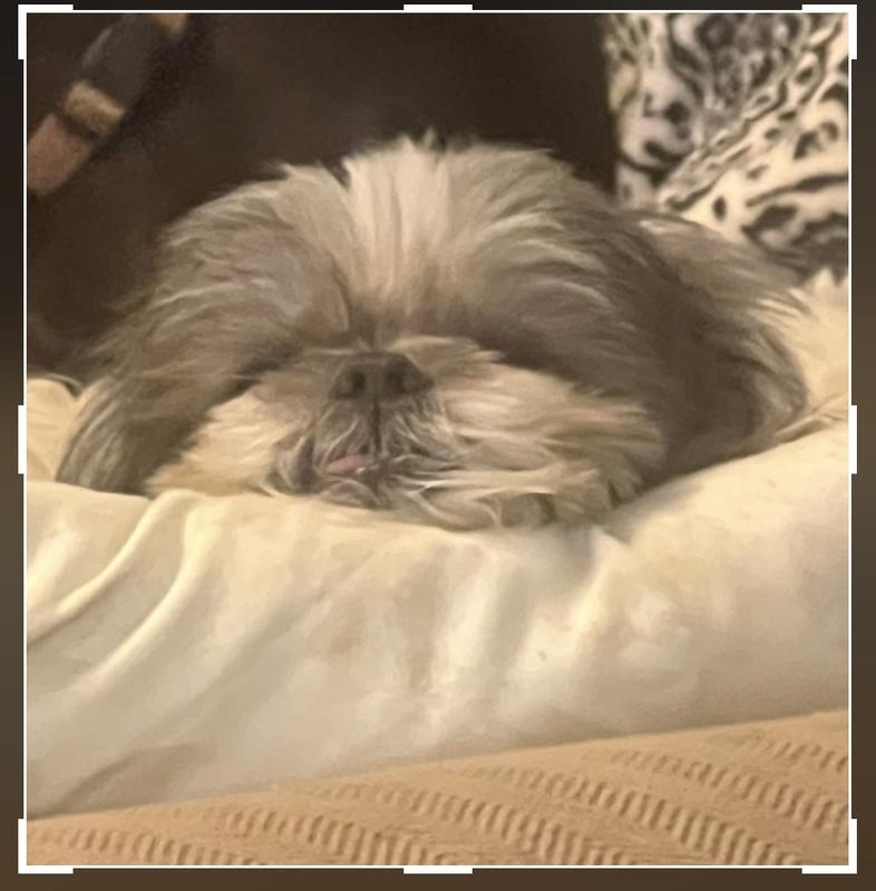 Chaim after his dinner