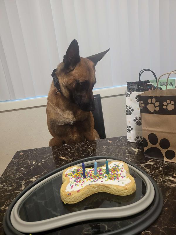 POOCH CAKE Basic Starter Plus Birthday Cake Mix with Cake Mold Kit