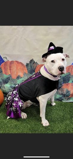 Penelope won the costume contest at her doggie daycare.