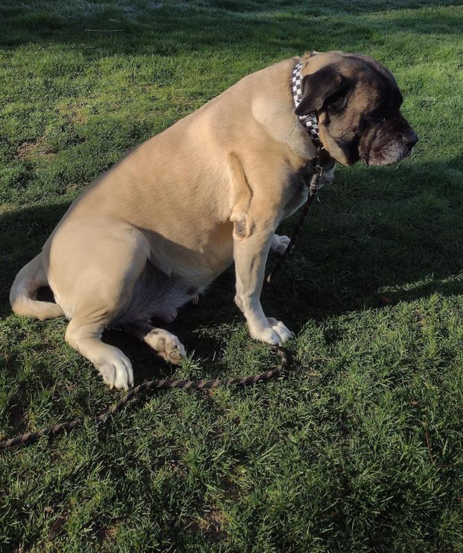 Kyra chillin' at the track!