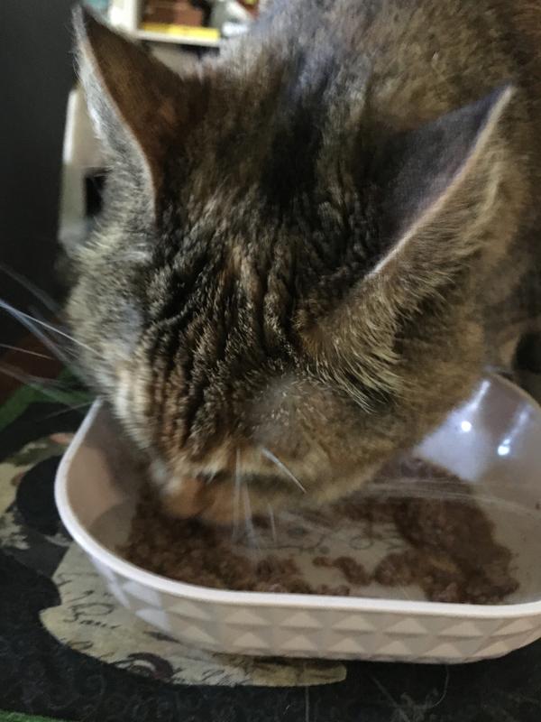 14 year old Goldie loves this food !