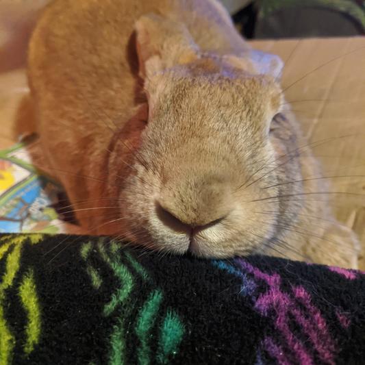 Sweet begs for treats