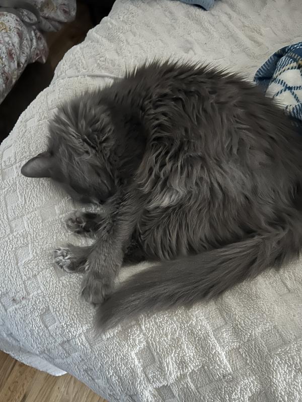 My Sweet smart guy Lou❤️ 12 years young.