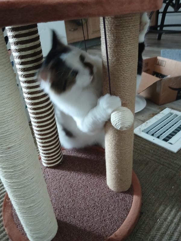 Kali - the bull in a China Shop