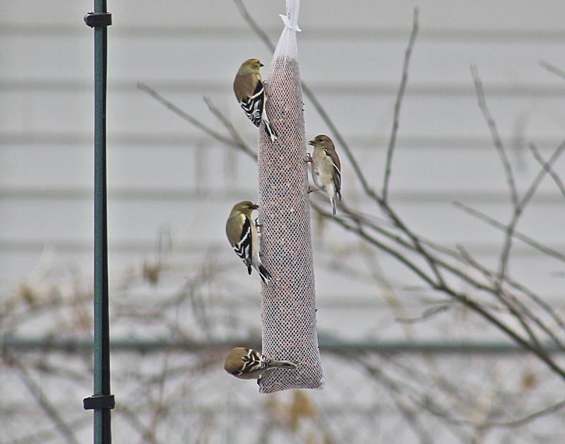 Happy goldfinches.