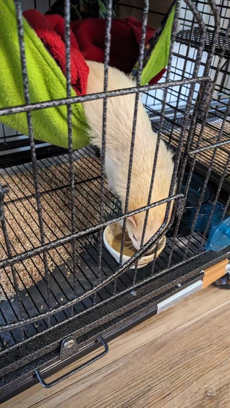 Loves his soup just a lil to lazy to leave his hammock!