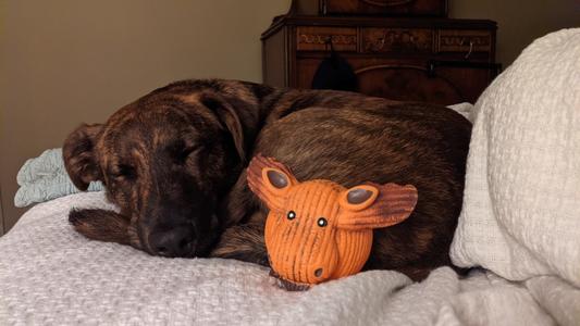 Brax with "Moosey" at bedtime