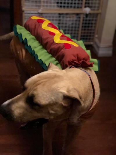 Big enough for a 100-pound pup! Yayyyy!!
