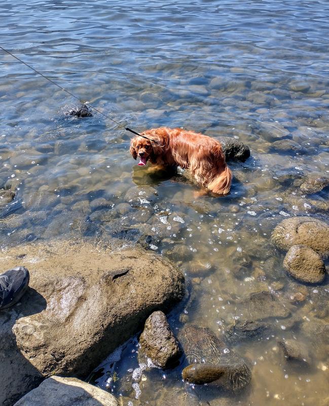 "Otter" playing in our local area river.