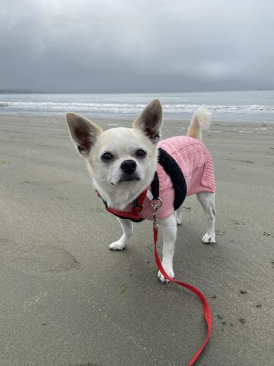 Morning walk at the beach with new pink sweater
